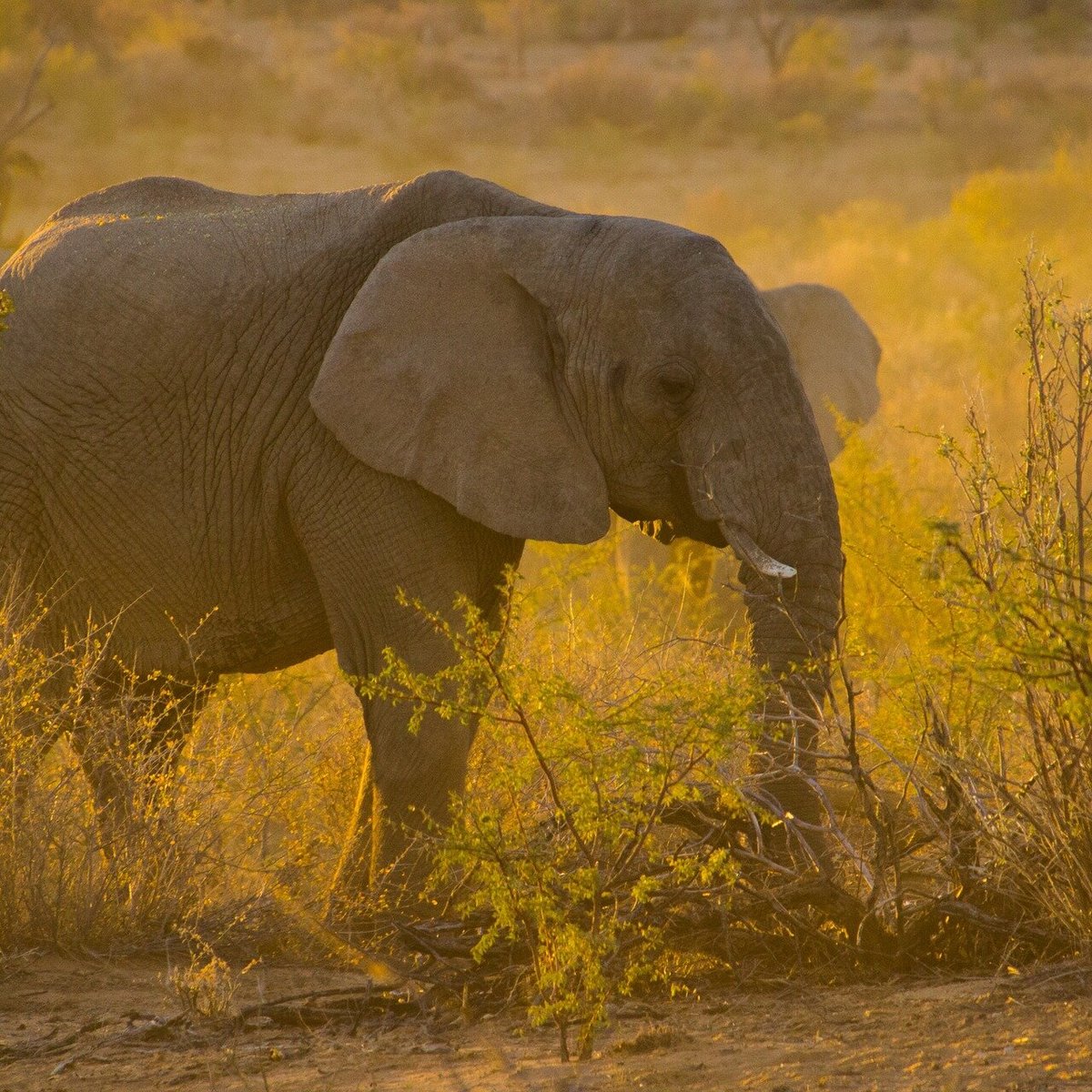 SERENGETI BIG SKY SAFARIS (Arusha) - All You Need to Know BEFORE You Go