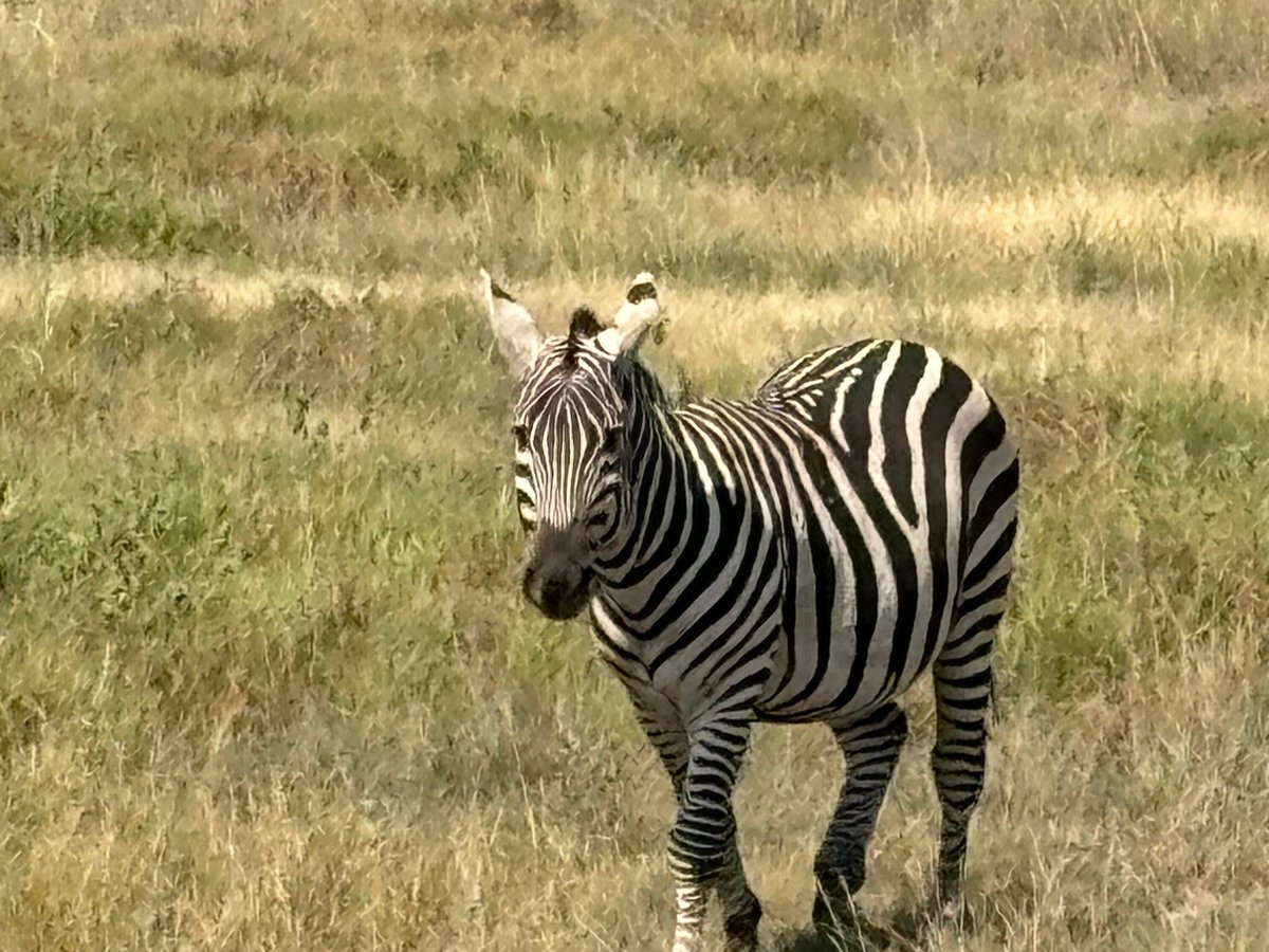 APODIFORMES ADVENTURES, Найроби: лучшие советы перед посещением -  Tripadvisor