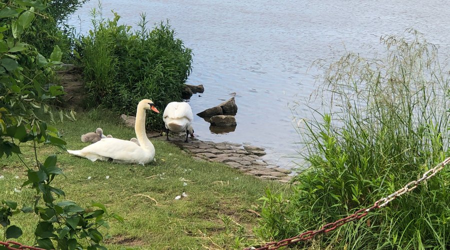 Swans at the river across from the hotel