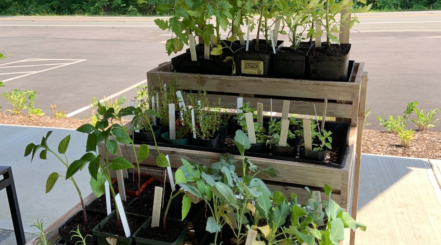 In the summer, we will have plant starts available for purchase.