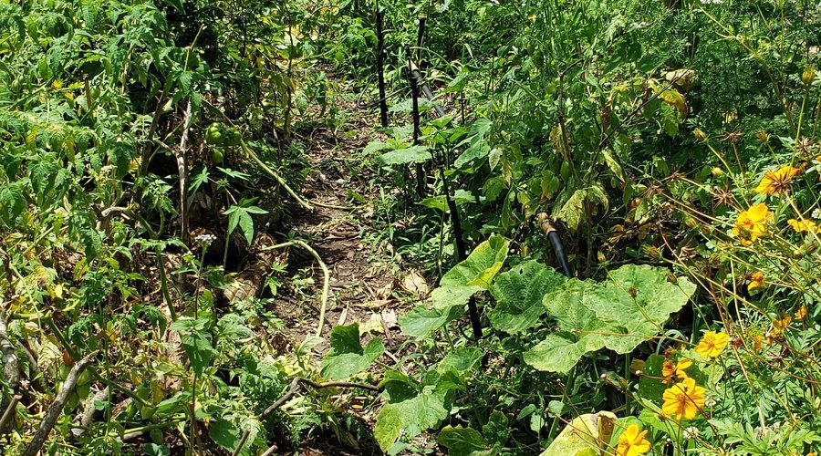 Caminho do sistema de agrofloresta (: