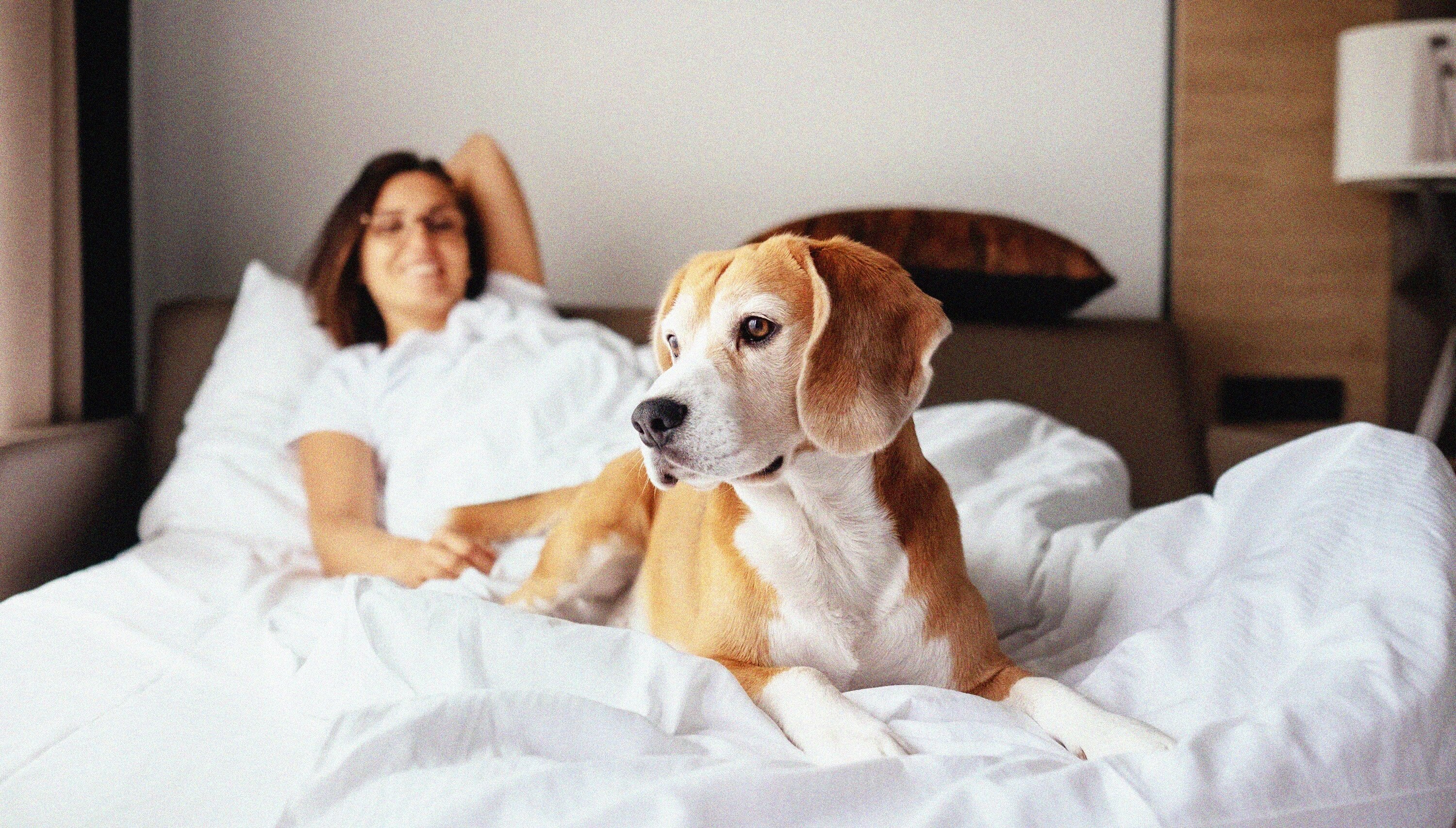 Discover the Best Dog-Friendly Hotels in Bethany Beach