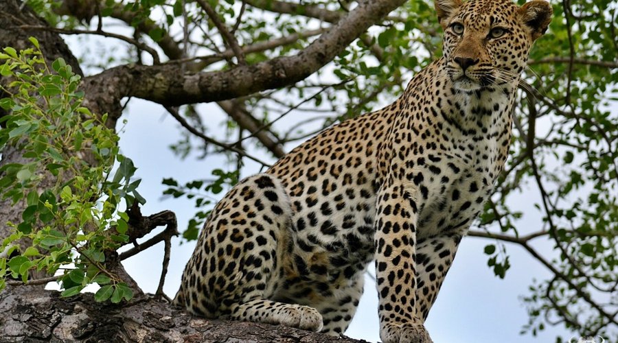 Leopards of the Sabi Sands - seen at Inyati Game Lodge