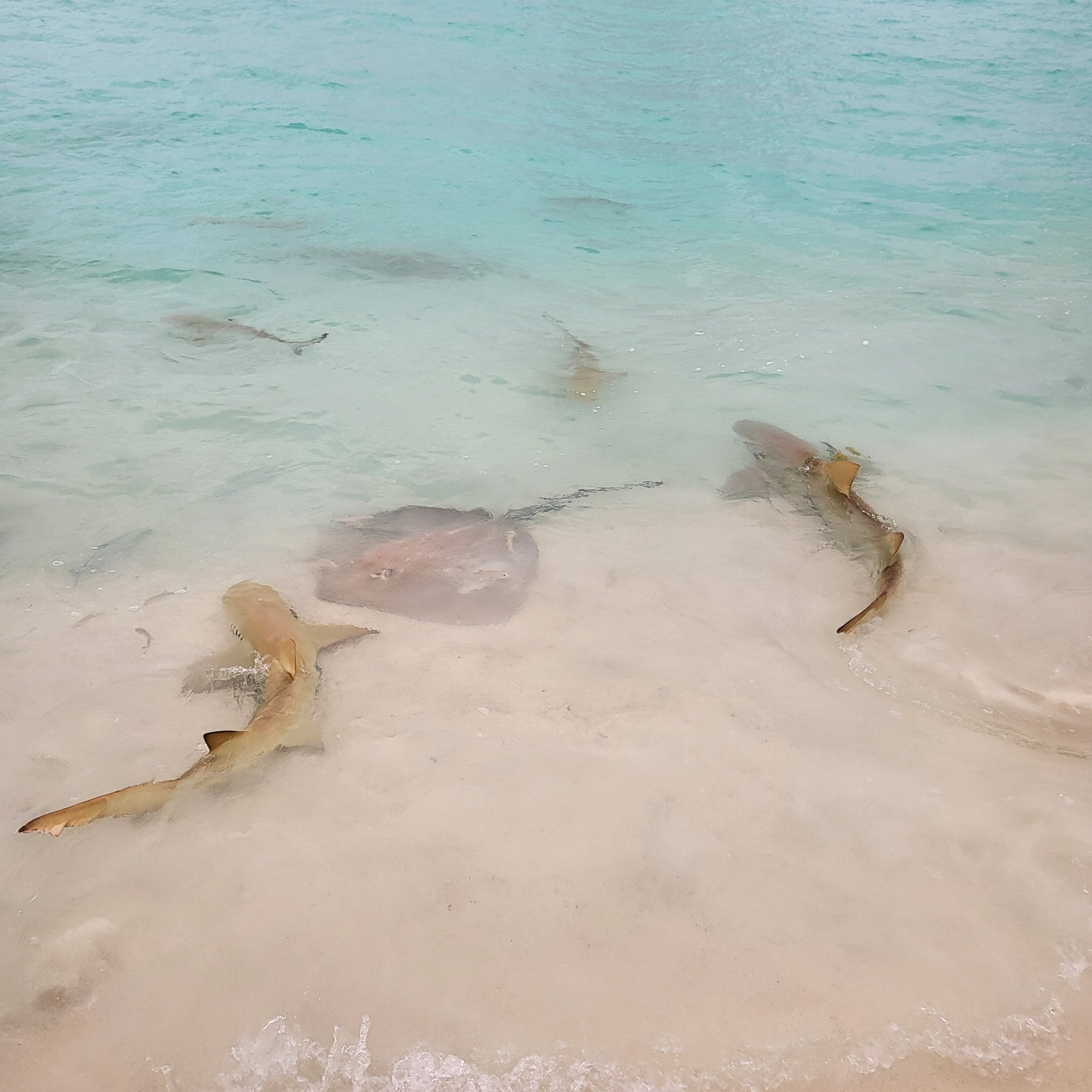 DHIGUFARU ISLAND RESORT - Updated 2024 Prices & Reviews (Dhigu faru Island, Maldives) DHIGUFARU ISLAND RESORT - Updated 2024... 