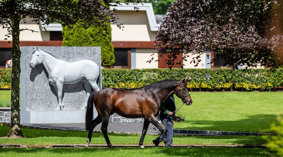 Irish National Stud And Gardens: Explore Equine Elegance