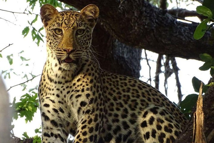 2024年 ザンビアの自然・野生動物: ザンビアの 10 件の自然・野生動物をチェックする - トリップアドバイザー