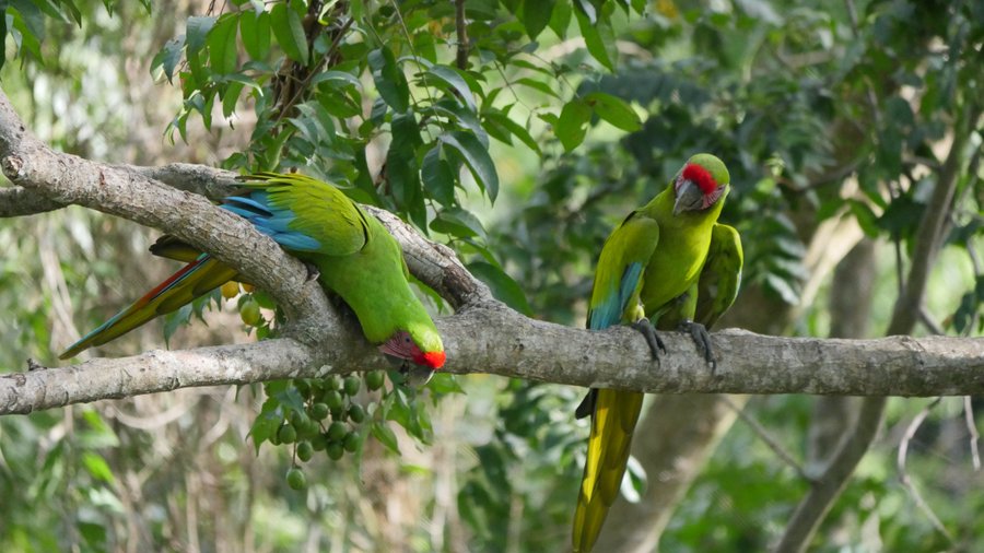 View of great green macaw from the property