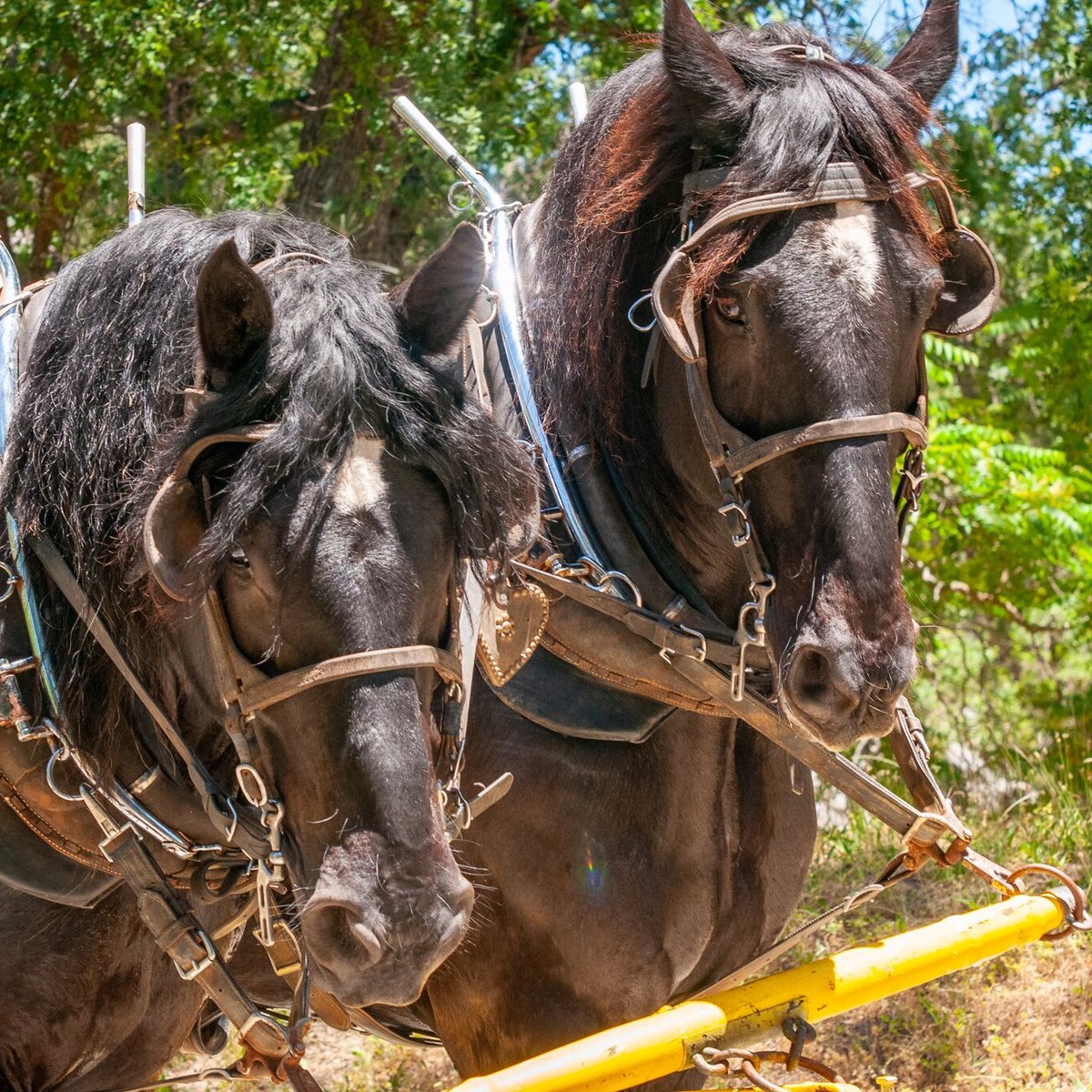 Columbia Stage Line and Stable (CA): Hours, Address - Tripadvisor