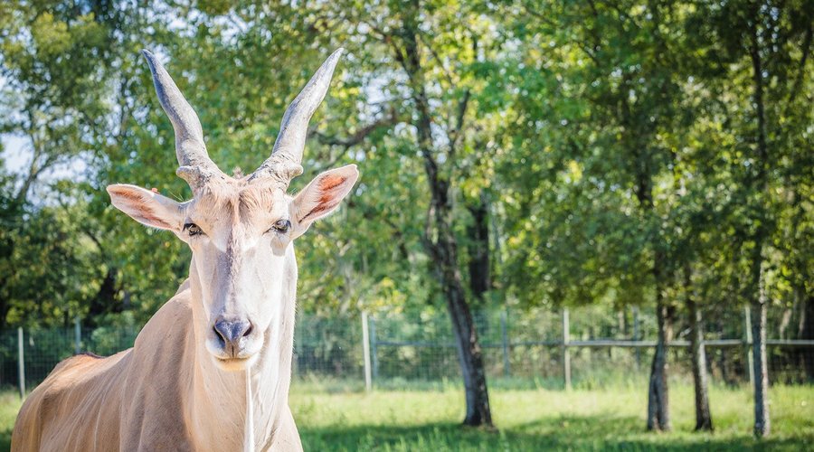 Eland
