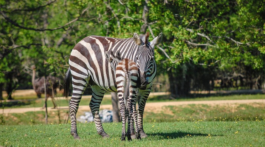 Grant's zebra and foal