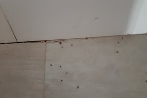 Kamar & Suite