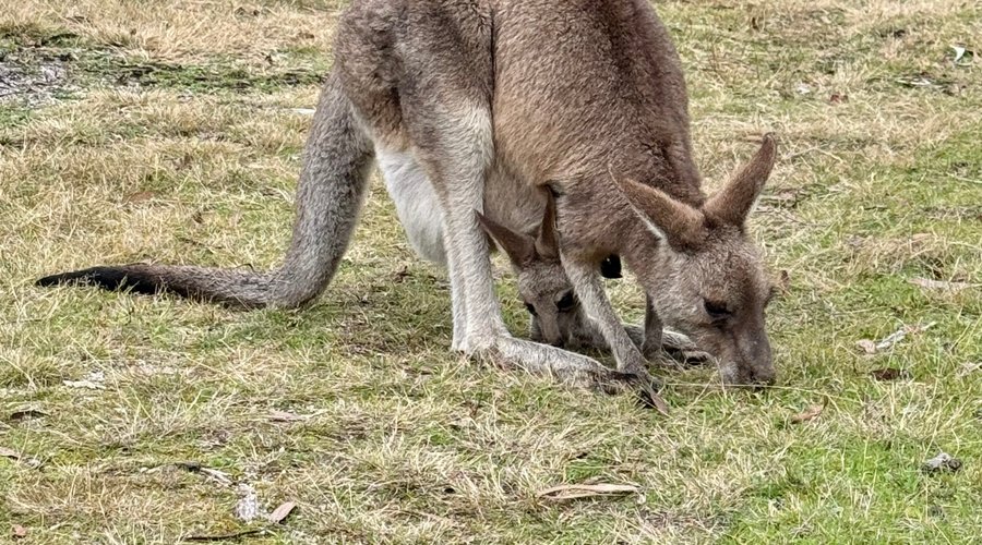 Mumma and her joey
