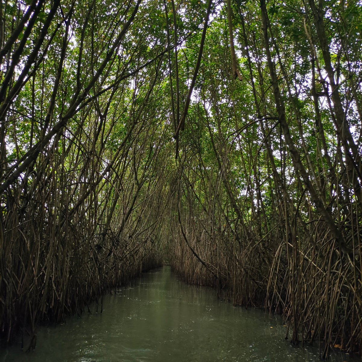 MANGROVE VILLAGE ADVENTURE PARK (Paravoor): Ce qu'il faut savoir pour ...