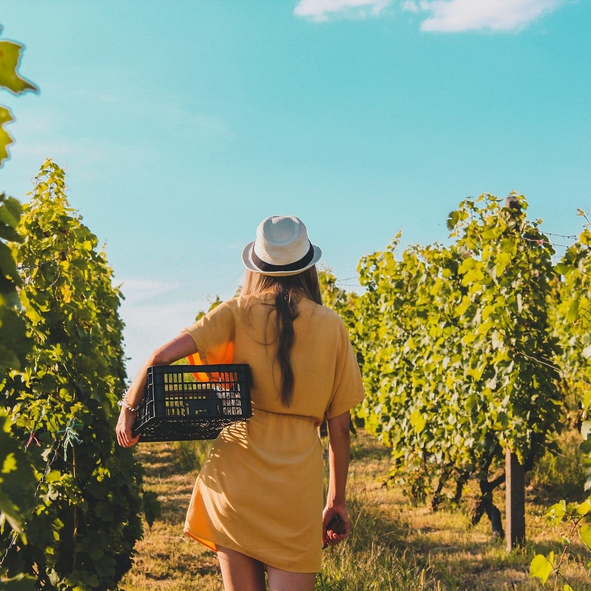 CAPE TOWN WINE TOURS Reviews All You MUST Know Before You Go 2024 cape-town-wine-tours-reviews-all-you-must-know-before-you-go-2024