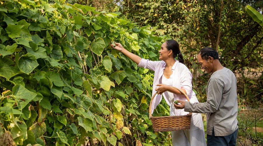 Organic Garden