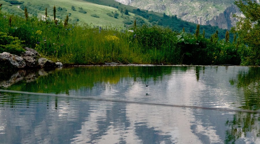 Le repas des oiseaux