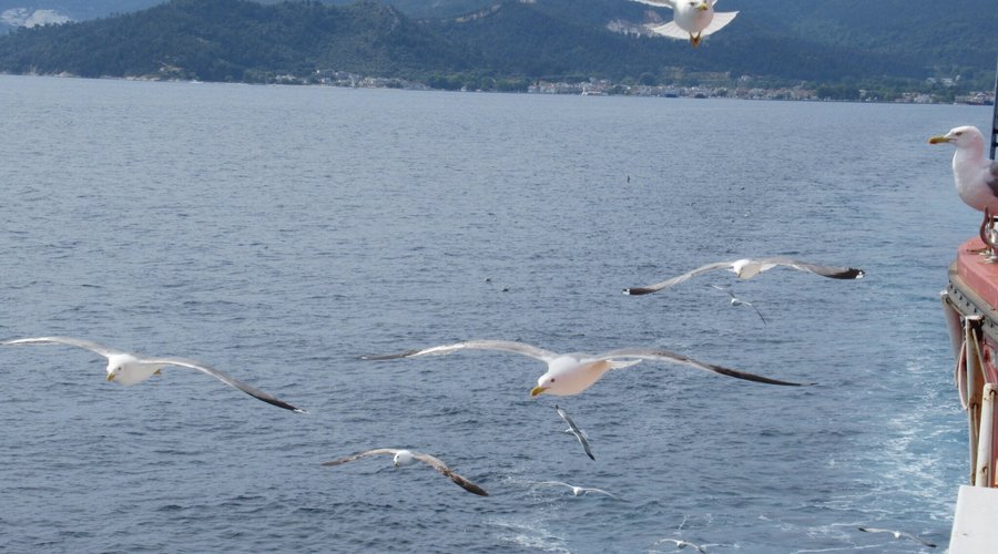 goélands accompagnant le ferry depuis Thassos