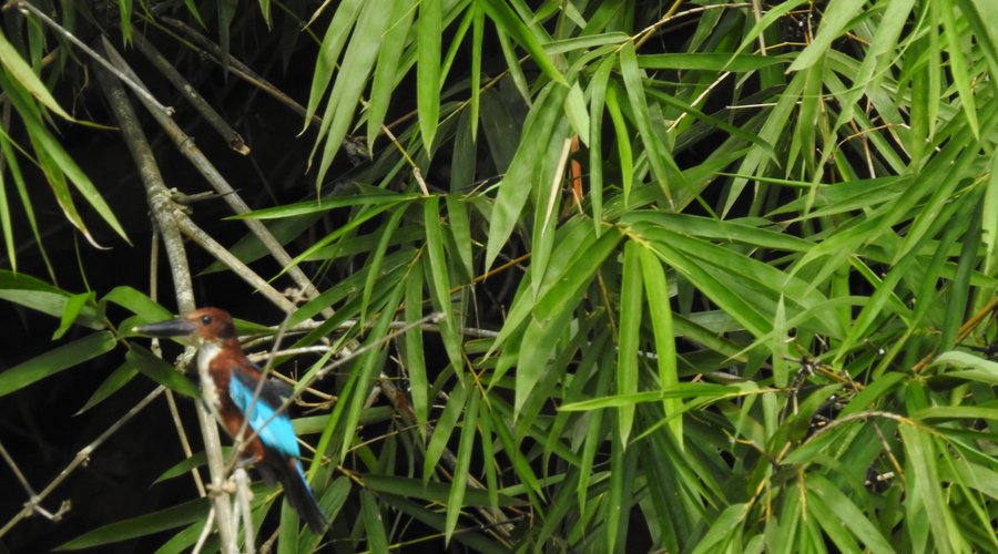 White-throated Kingfisher