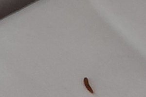 Nutzer