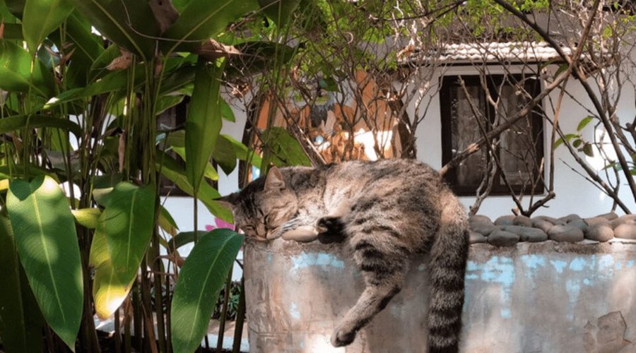 Meet our friendly Hostelpets!