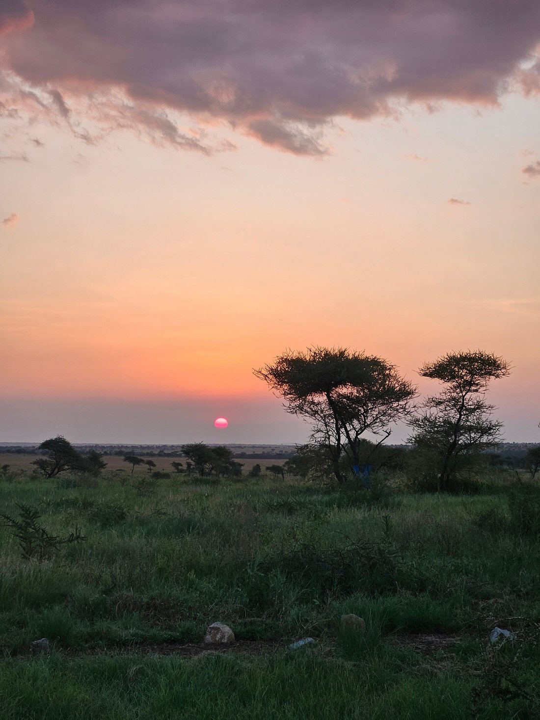 ARUKORE SIMBA CAMP - SERENGETI (Seronera) - Campground Reviews, Photos ...