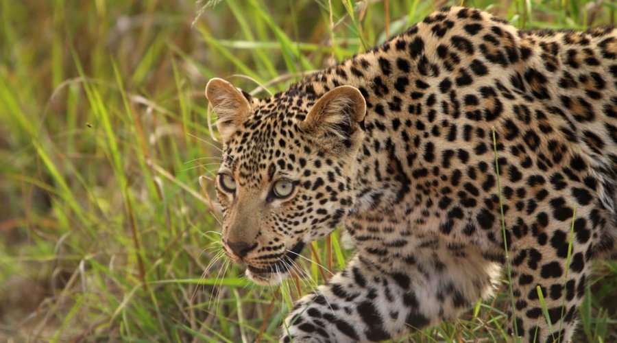Leopard sighting on a safari drive. 