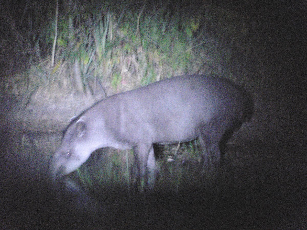 Pantanal Trackers - All You Need to Know BEFORE You Go (2024)