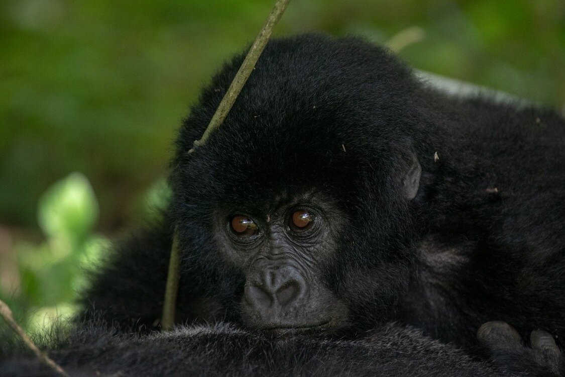 RATEL SAFARIS AFRICA (Arusha) - Qué SABER antes de ir (2024)