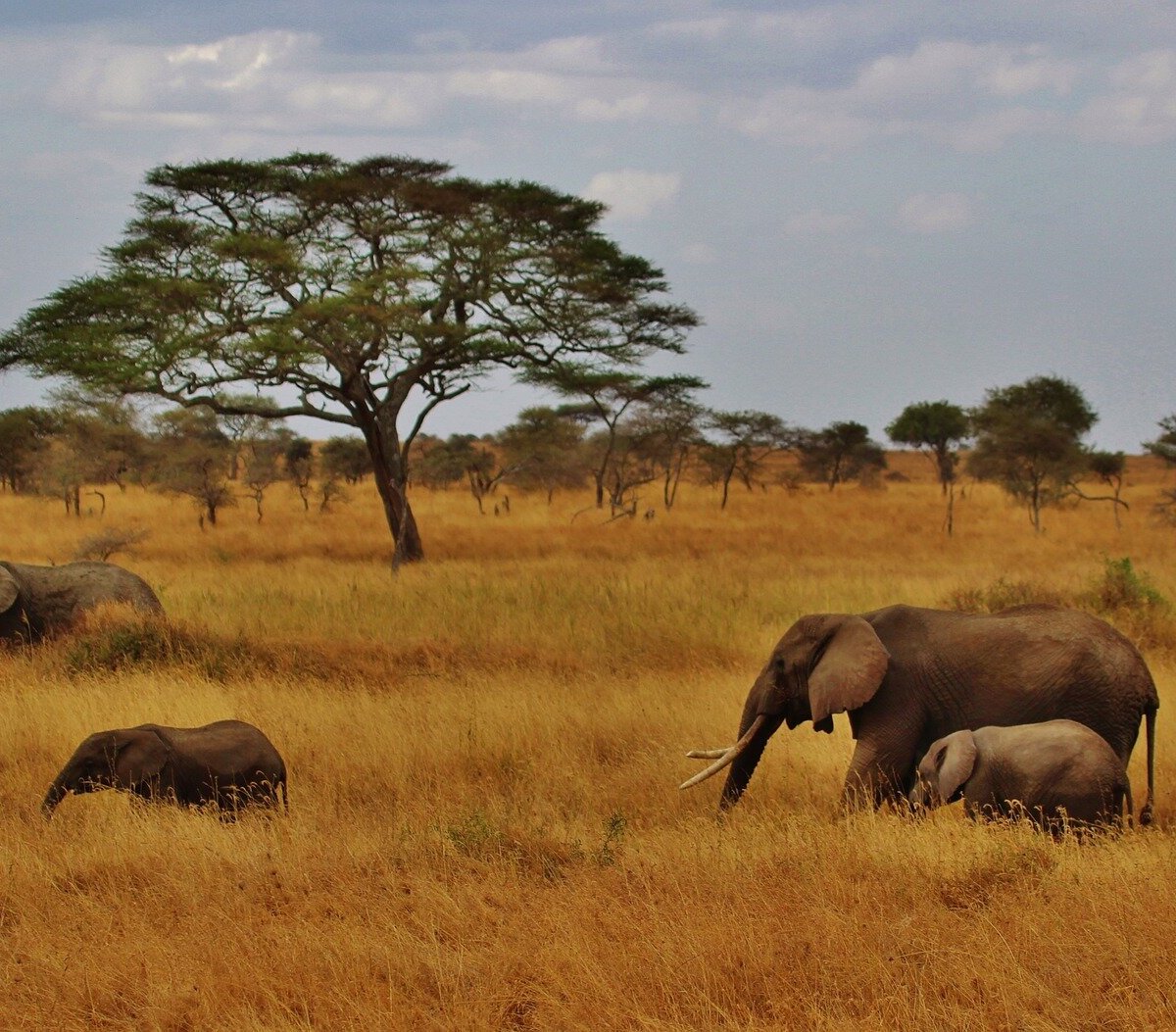 Ganache Safaris (Arusha, Tanzania): Hours, Address - Tripadvisor