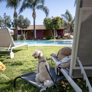 In piscina col cane