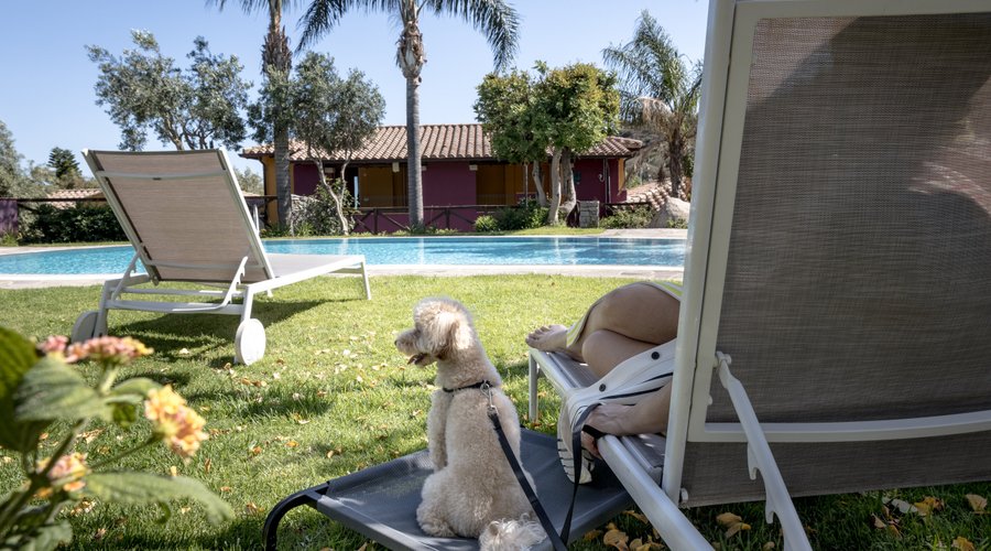 In piscina col cane
