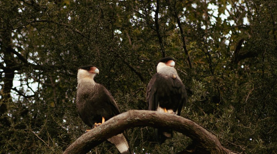 Observación de aves