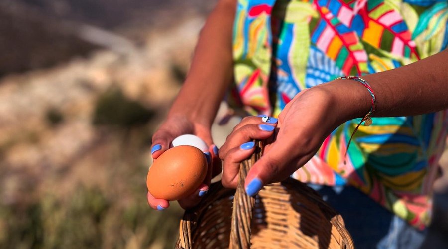 Collecting eggs for our cooking.