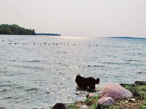 Viajante