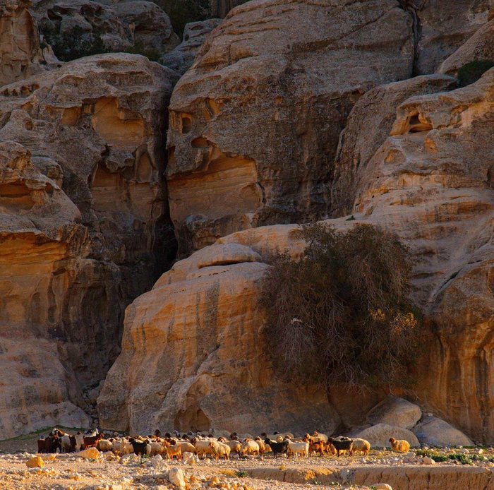 Wadi Rum Al-omar‬ - Reviews & Photos