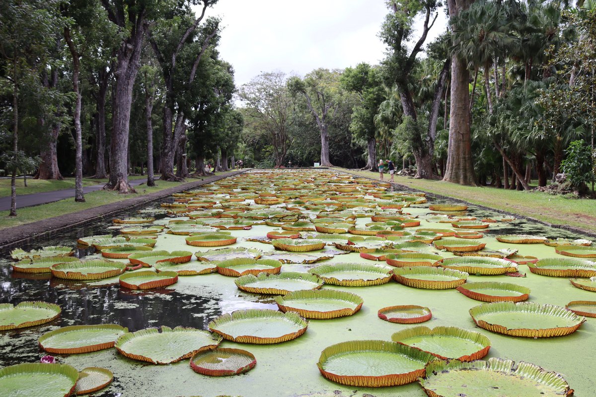 Pamplemousse Park, Places to visit in Mauritius in March