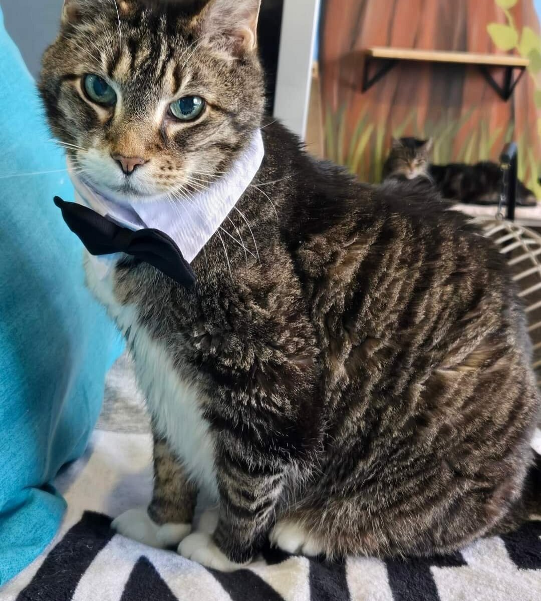 Bajah's Cat Cafe - All You Need to Know BEFORE You Go (2025)
