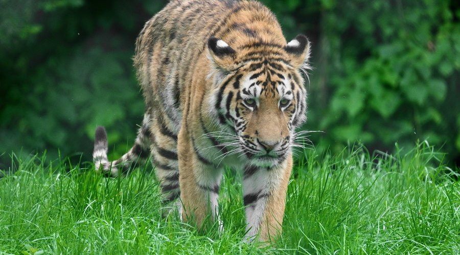 Amur Tiger