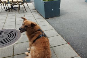 Reisende