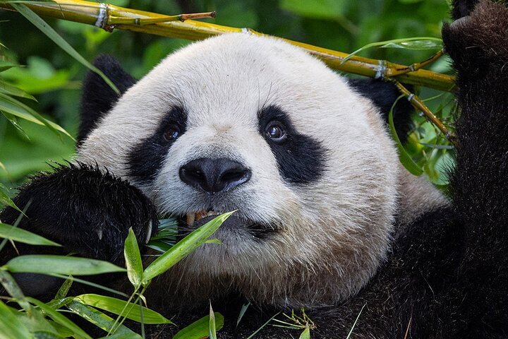 2024 サンディエゴ動物園、提供元：サンディエゴ動物園 | カリフォルニア - Tripadvisor