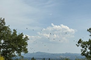 Viaggiatori