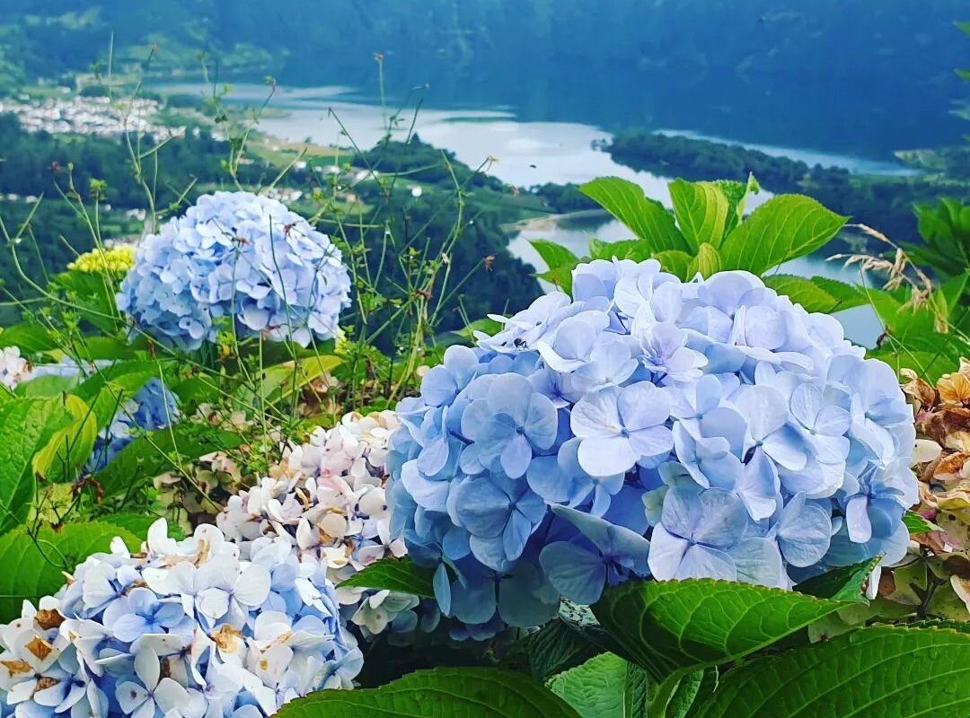 Azores In Private - Tours (2025) - All You Need to Know BEFORE You Go (w/ Reviews)