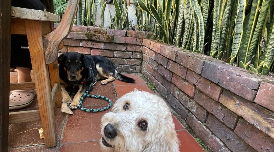 Visité el restaurante Raíces y me encantó que fuera Pet-friendly, permitiendo que entráramos con nuestras mascotas. La atención fue buena, aunque algo demorada, pero cuando finalmente sirvieron la comida, valió la espera. Los sabores eran deliciosos, con un toque casero que hizo que la experiencia fuera muy agradable. El ambiente acogedor también sumó puntos. A pesar de la espera, es un lugar que recomendaría y al que volvería por su comida y ambiente amigable.