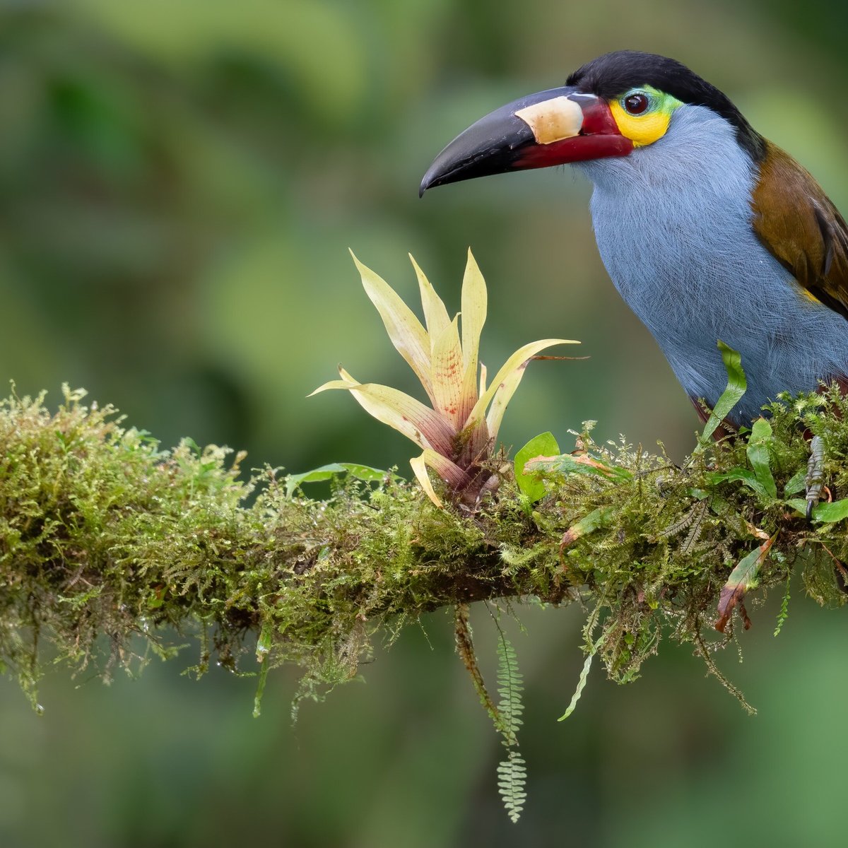 BIRDECUADOR - All You Need to Know BEFORE You Go