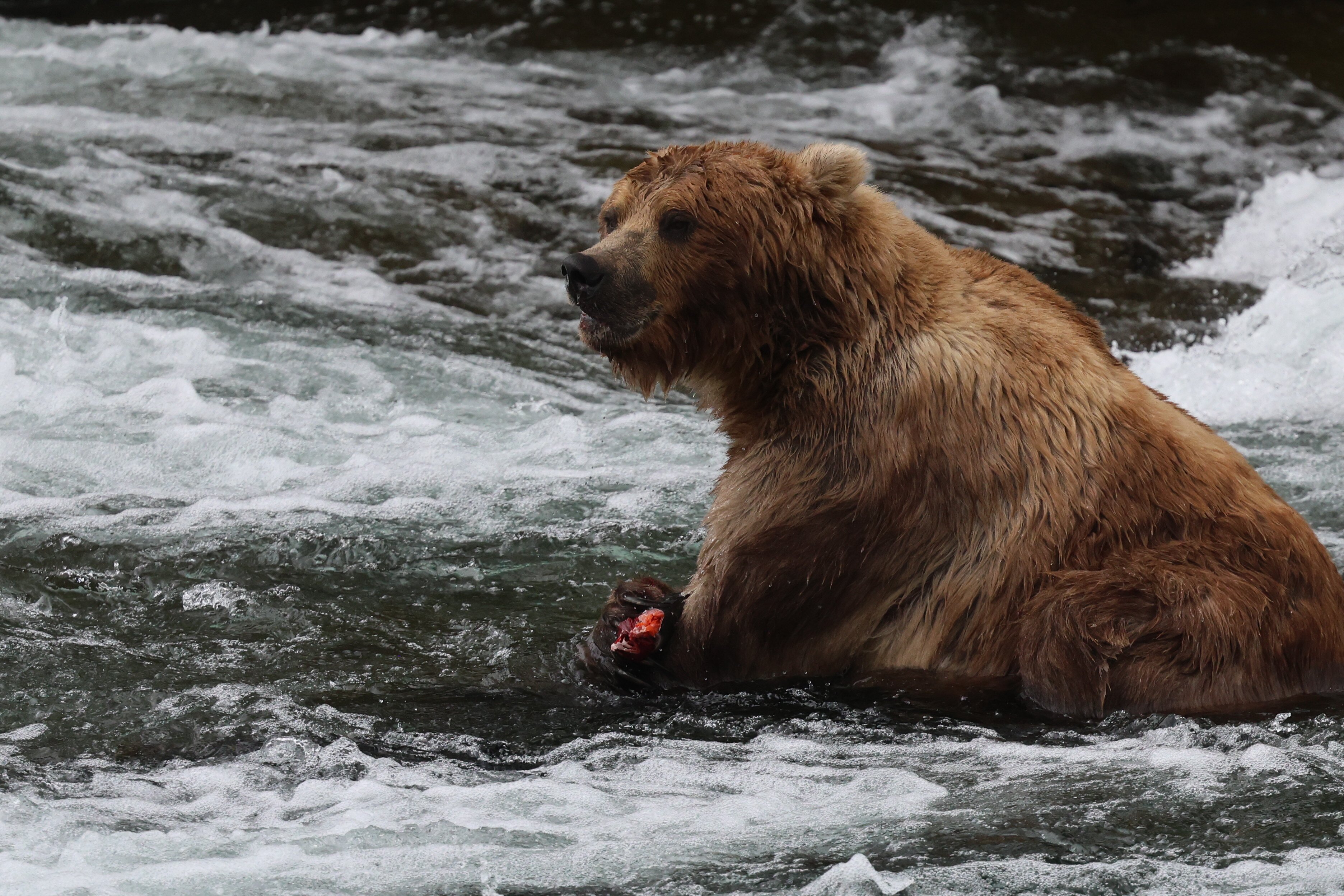 KATMAI EXPEDITIONS (King Salmon) - All You Need To Know BEFORE You Go