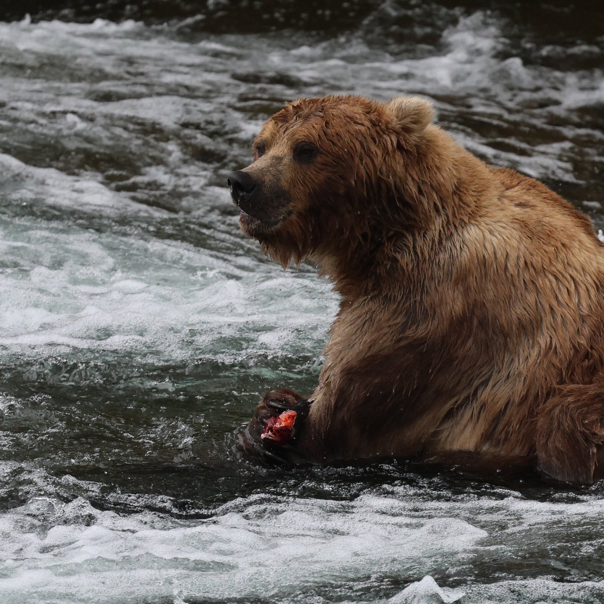 Katmai Expeditions (King Salmon) - Alles wat u moet weten VOORDAT je ...