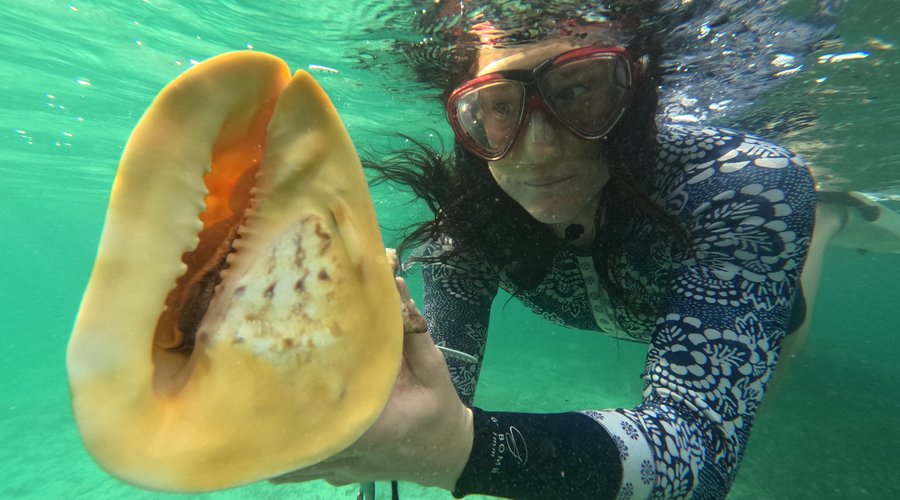 Diver with beautiful large shell
