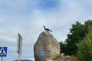 Viajante