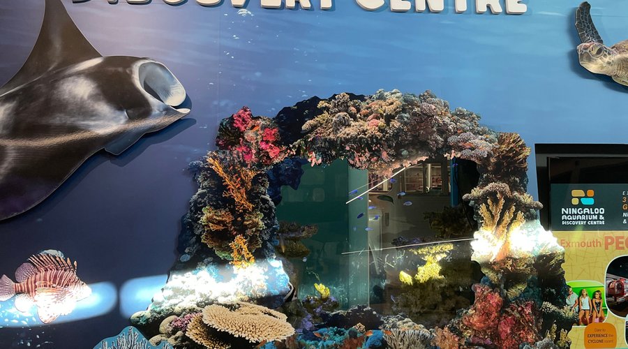 Ningaloo Aquarium & Discovery Centre (2)