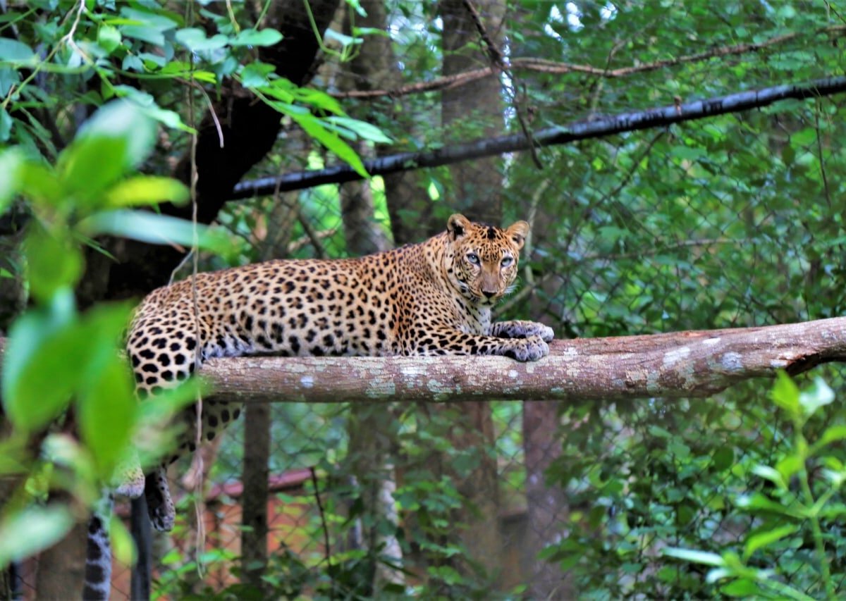 phnom-tamao-zoo-2025-all-you-need-to-know-before-you-go-with-reviews